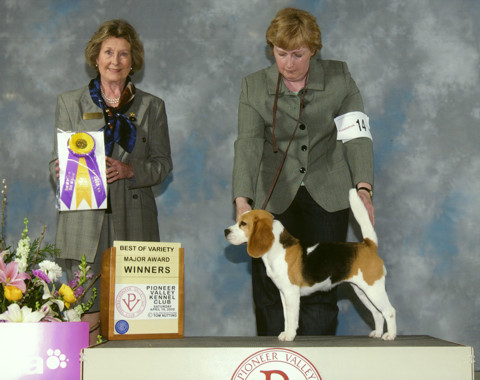 Bambi Winning Best of Variety at Pioneer Valley Kennel Club in Springfield, Mass.