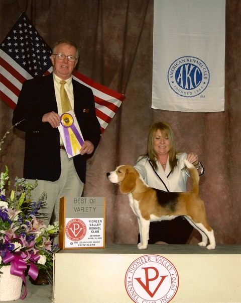 Ch. Shillington Soft Spot - Softie, winning Best of Variety in Springfield, Mass.