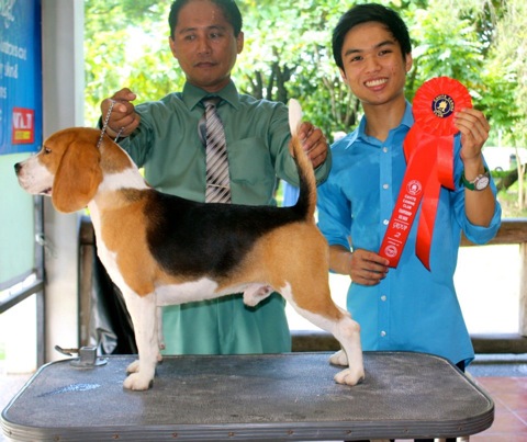 Can. Ch. Phil. GCh. Shillington Sweet Talker - Jacky!