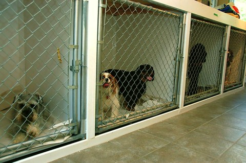 Our lower bank of kennels