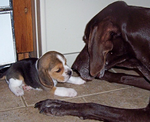 Minnie and Jenny at about 4 weeks