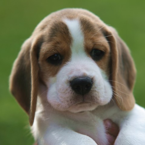 Boomer, A Shilliington Beagle Puppy - Todd Durer Photo